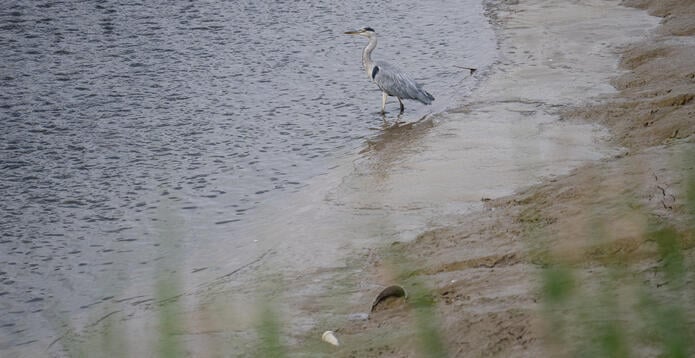 Grey heron standing on the muddy bank of a body of water