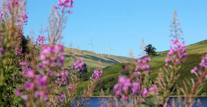 Wind turbines framed by flowers in the foreground