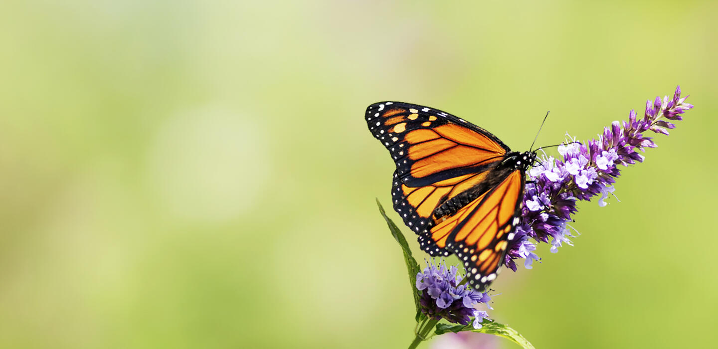 1403859 - Biodiversity net gain conference_1920x1080_image_V2 copy_Digital - Website - Hero