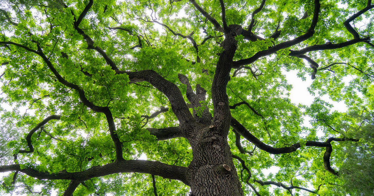 English oak tree_Digital - SEOSocialEditorial image
