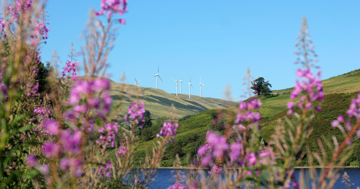 Wind turbines framed by flowers in the foreground