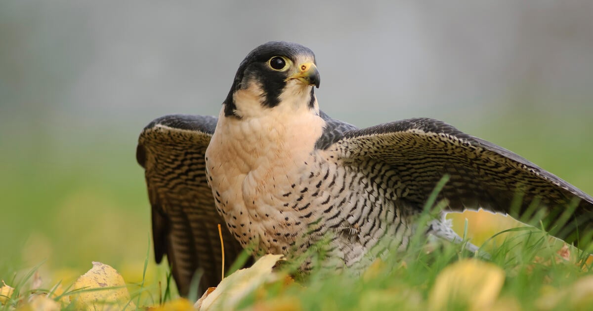 Peregrine falcon