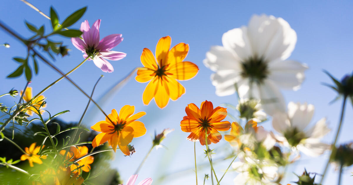Colourful flowers up close