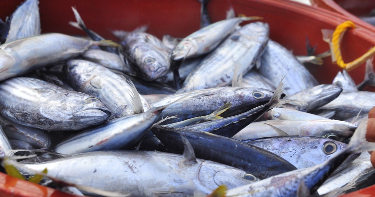 Fish in a bucket SEO