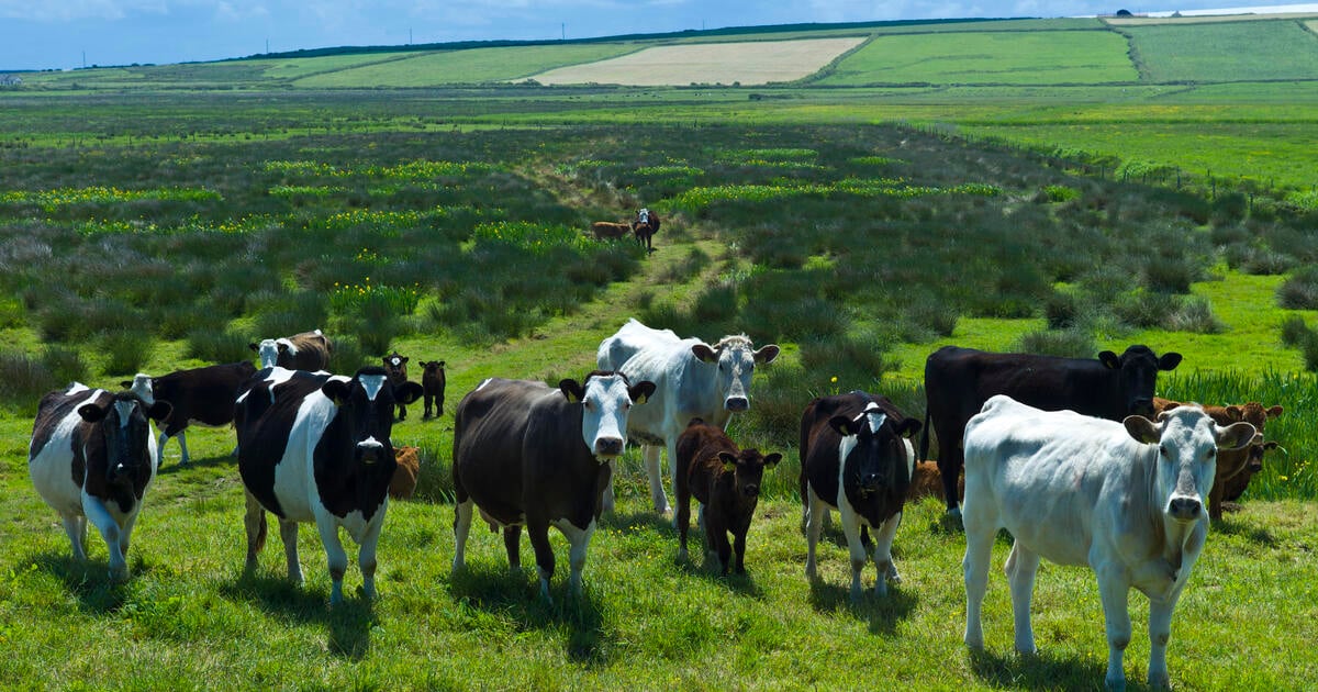 Biomethane producers will benefit from the new proposals