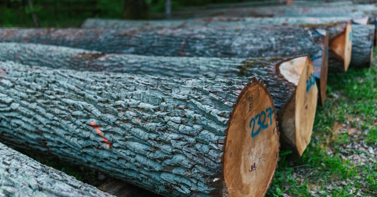 Tree trunks lying on the ground in a row