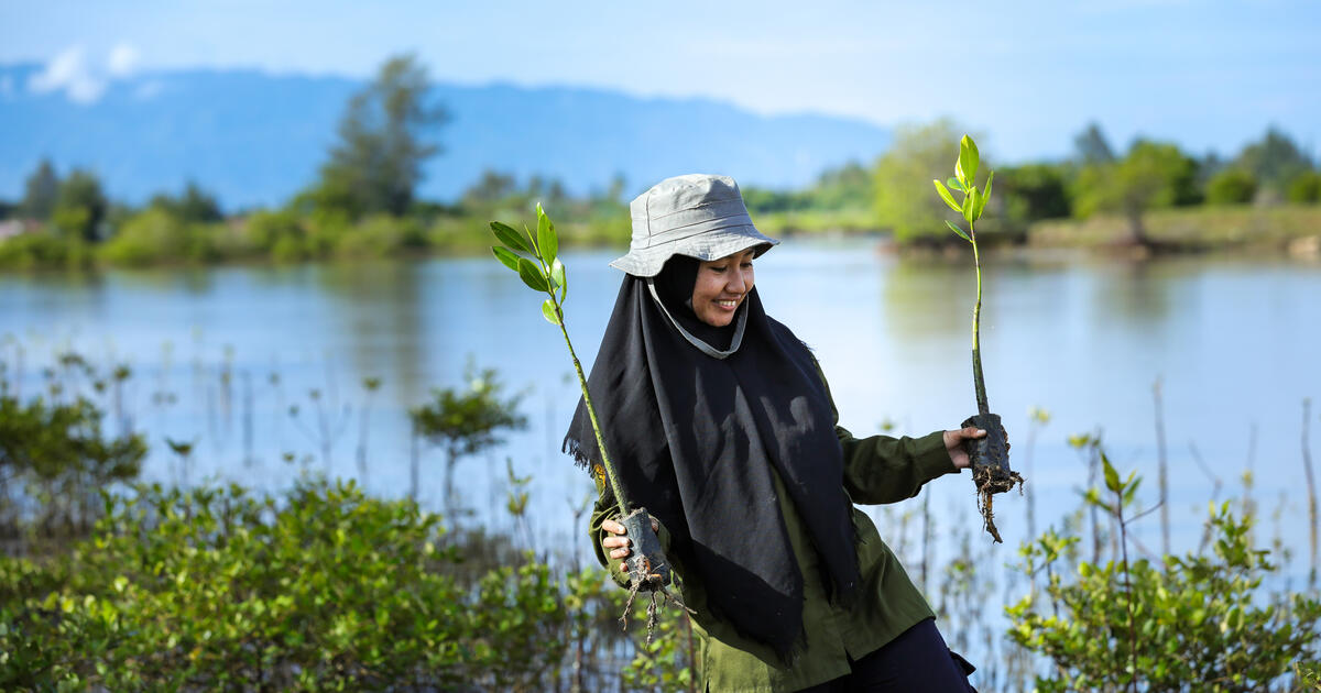 Women planting mangroves