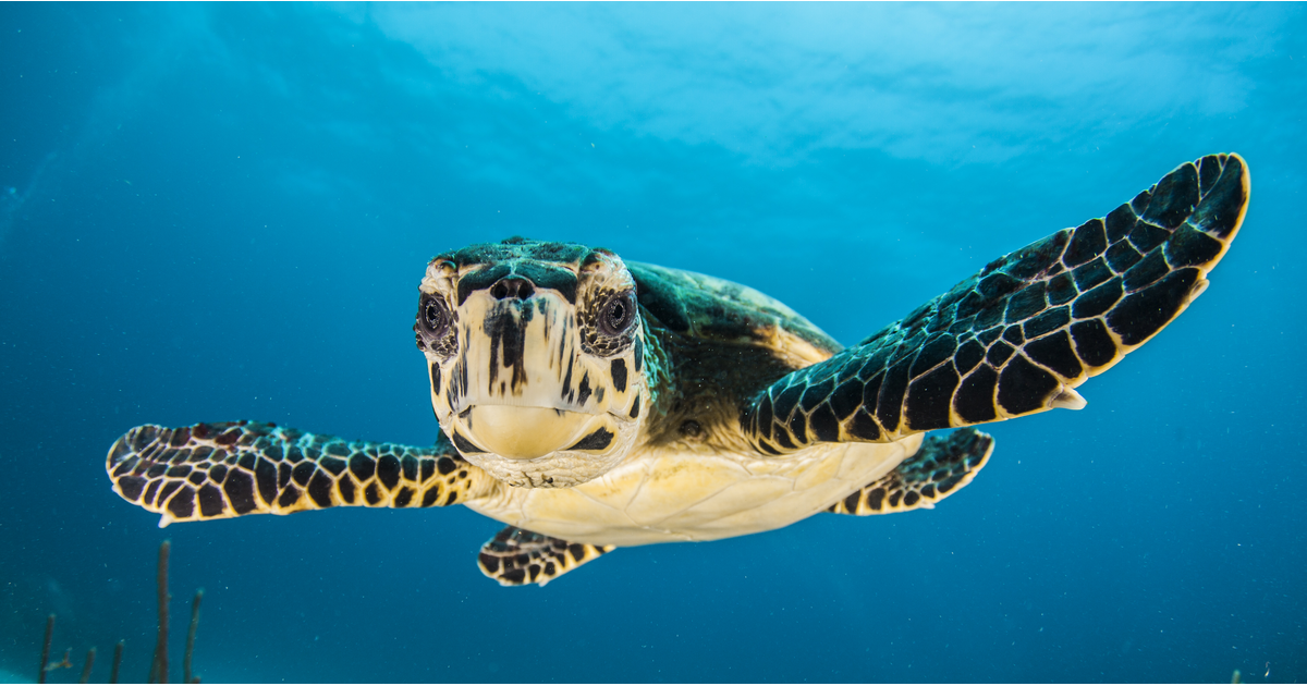 Baby turtle going for a wee swim