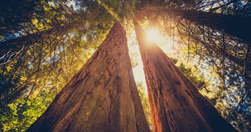 Forest view with sun flare