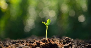 Green sprout greenwashing seo